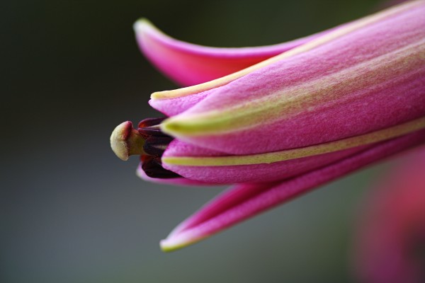 Lily Bud From The Point by Joy Watson